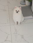 마이뷰티독