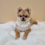 하이몽애견미용실