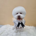 하이몽애견미용실