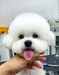 바나고펫살롱 애견미용실 애견호텔 애견놀이방 바나고펫