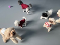 등교하댕 애견유치원 & 교육센터