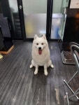 멍멍이발소