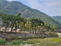 칠봉송정캠핑장