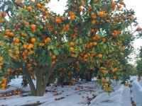 대박이네귤농장