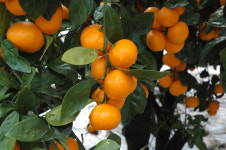 대박이네귤농장