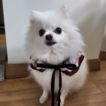 도그슈퍼마캣