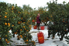 대박이네귤농장