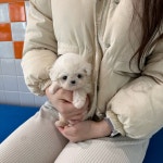 퍼피에몽 강아지분양 시흥점