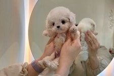 퍼피에몽 강아지분양 시흥점