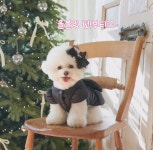 올블링 펫부티크 & 애견호텔