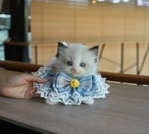 미유펫 강아지고양이 구미점