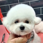 멍애견카페