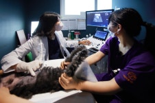 24시 예담동물의료센터