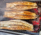 왕숯불민물장어