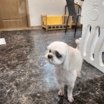 아멘다펫살롱