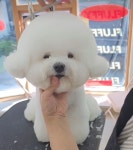 빌리브애견미용학원