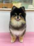 위즈퍼피