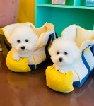 에바가위컷전문점
