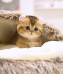 울산고양이분양 모나미네코 울산 본점