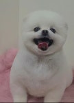 멍털연구소