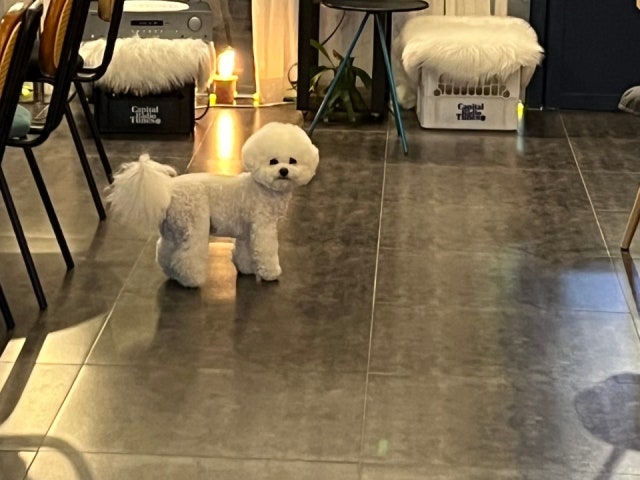 보테가