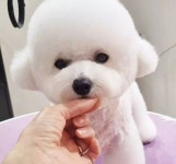 더펫살롱