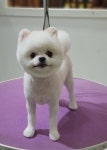 더펫살롱
