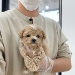 퍼피댕 안심분양소 강아지분양 애견입양 천안아산점