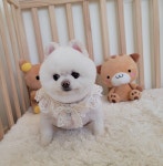 바둑이쌀롱