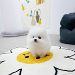 퍼피댕 안심분양소 강아지분양 애견입양 천안아산점