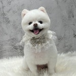 해피멍데이 애견미용