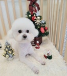 바둑이쌀롱