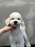 라비쉬독