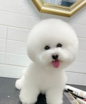에바가위컷전문점