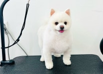 에바가위컷전문점
