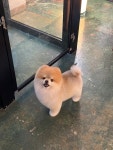 라비쉬독