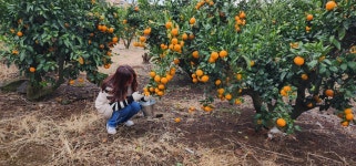 경미네농장 감귤체험농장