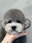 라비쉬독