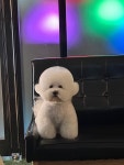 라비쉬독