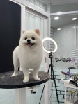 빛나펫살롱