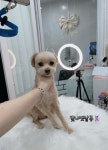 빛나펫살롱