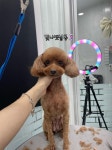 빛나펫살롱