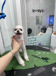 빛나펫살롱