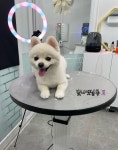 빛나펫살롱