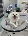 빛나펫살롱