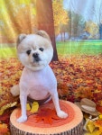 삼콩댕댕이발소