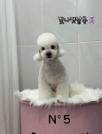 빛나펫살롱