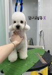 빛나펫살롱