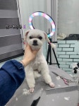 빛나펫살롱