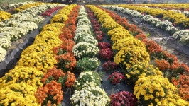 농업회사법인 도담제일상회